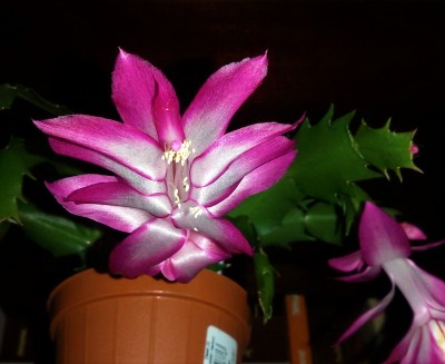 20161130_Bristol Queen(1).jpg