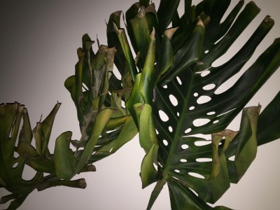 Monstera geht es schlecht nach Umzug  Pflegen & Schneiden & Veredeln   GREEN24 Pflanzen & Garten Forum