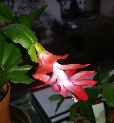 20161210_Schongauer Rot (2).jpg