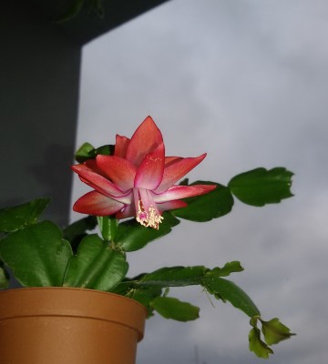 20161210_Schongauer Rot.jpg