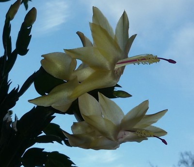 20161211_Limelight Dancer Nr 2.jpg