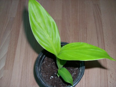 DSCI0634.JPG