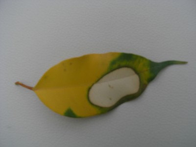 Pflanzen und Natur 051.jpg