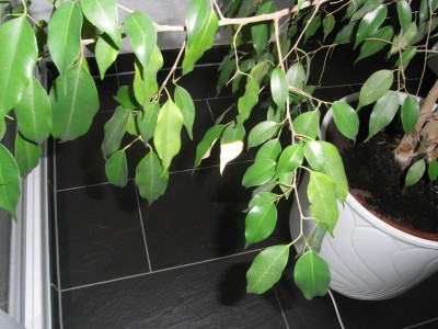 Pflanzen und Natur 049.jpg