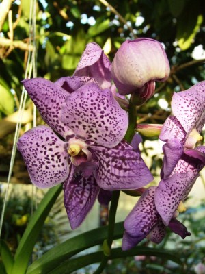 DSCF1053.JPG