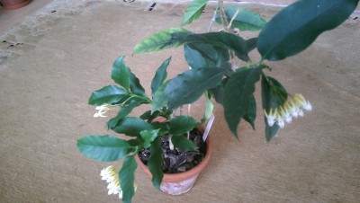 IMAG0515.jpg