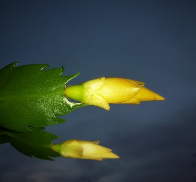 Limelight Dancer.jpg