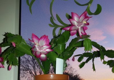 20161206_Campinas (1).jpg