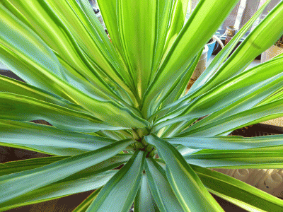 P1030786.gif