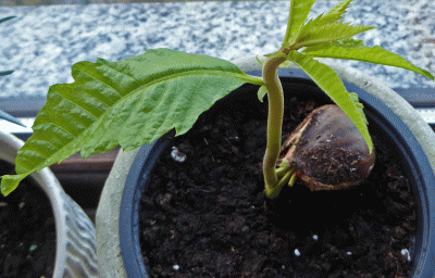 P1030780.gif