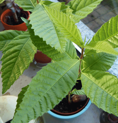 P1030784.gif