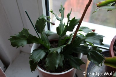 Schlumbergera_2016_12_29 (1).JPG