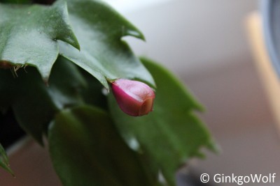 Schlumbergera_2016_12_29 (2).JPG