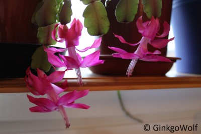 Schlumbergera_2016_12_29 (3).JPG