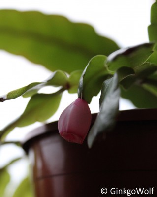 Schlumbergera_2016_12_29 (4).JPG