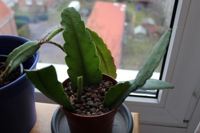 Epikaktus_2016_12_29 (2).JPG