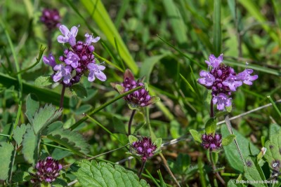20160610-N72_3912green.jpg