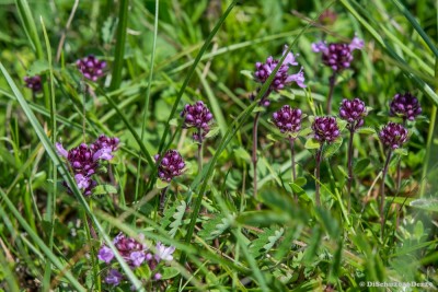 20160610-N72_3913green.jpg