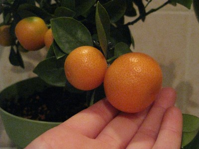 IMG_1441.JPG
