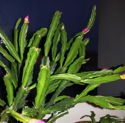 20170110_Chiba Dream.jpg