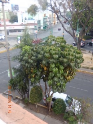 Baum.jpg