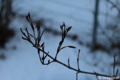 IMG_9089.JPG