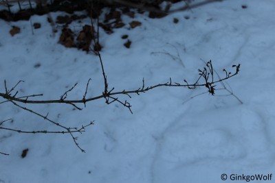 IMG_9094.JPG