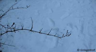 IMG_9098.JPG