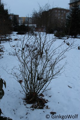 IMG_9107.JPG