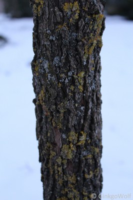 IMG_9132.JPG