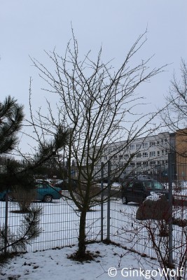 IMG_9177.JPG