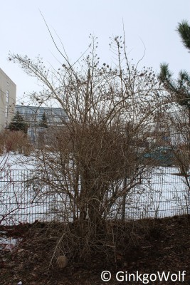 IMG_9195.JPG