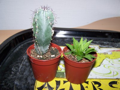 100_0704.JPG