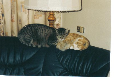 Kuscheln,egal auch wenn sie nicht echt ist.jpg