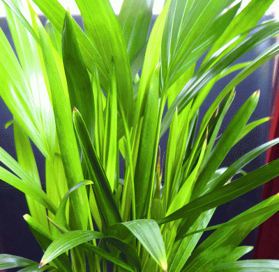 P1030876.gif