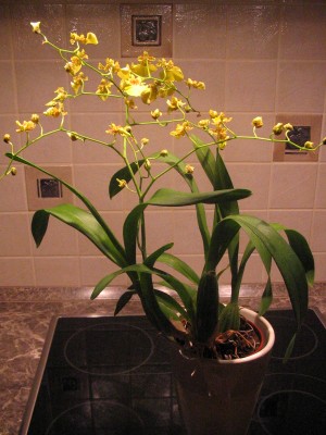 Oncidium2.JPG