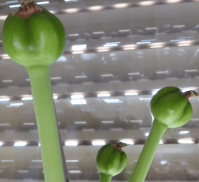 P1030870.gif
