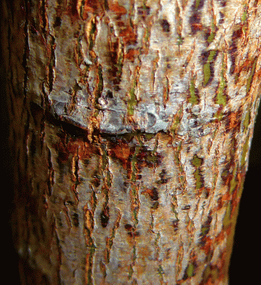 P1030901.gif