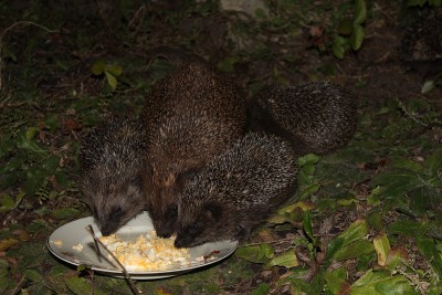 Igel2016-2.jpg
