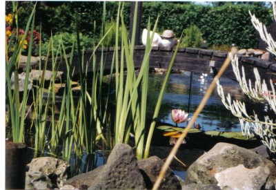 Unser Gartenteich.jpg