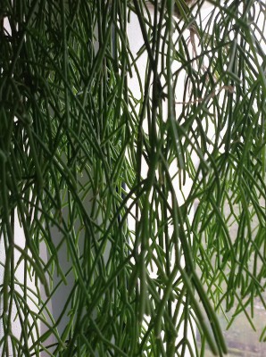 20170212_Rhipsalis.jpg