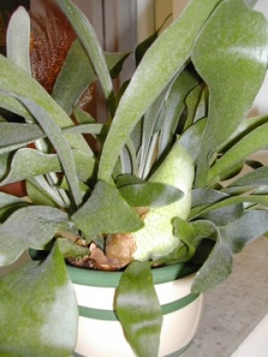 DSCN1157.JPG