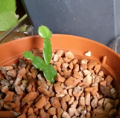 170212_S. russelliana.jpg