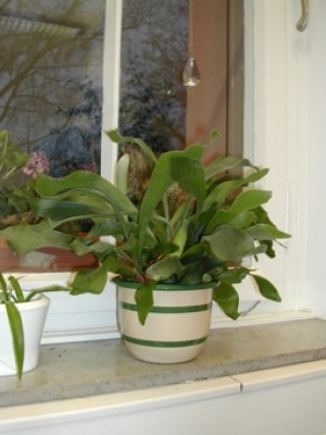 DSCN1156.JPG