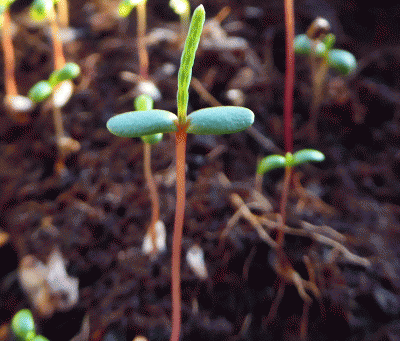 P1030956.gif