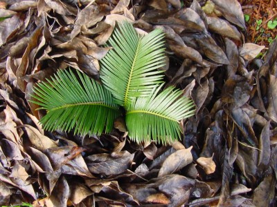 Cycas 1107.jpg