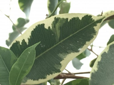 Ficus1.JPG