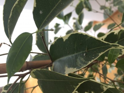 Ficus2.JPG