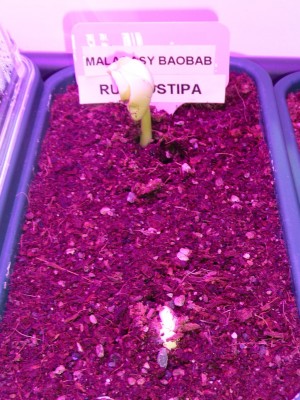 baobab.jpg