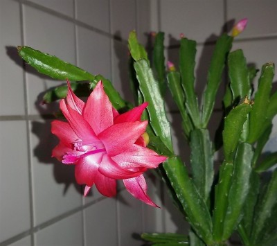 20170227_Chiba Dream (3).jpg